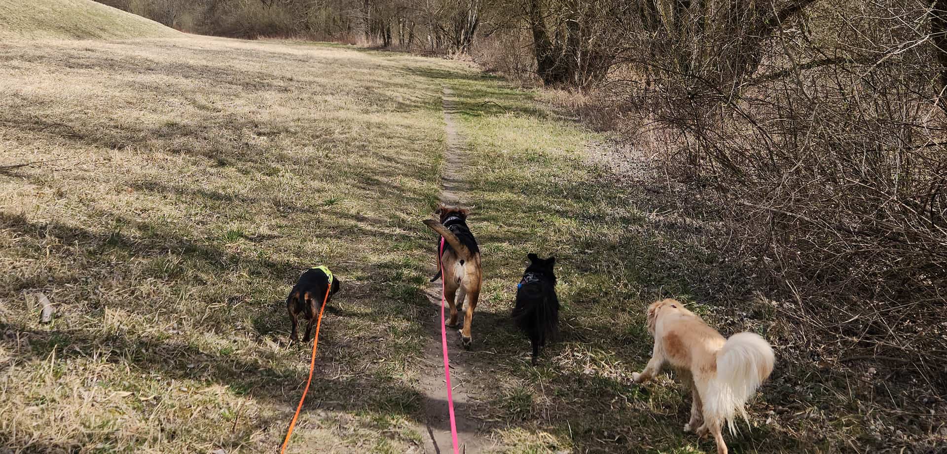 Gassiservice Gilching beim Spaziergang mit mehreren Hunden