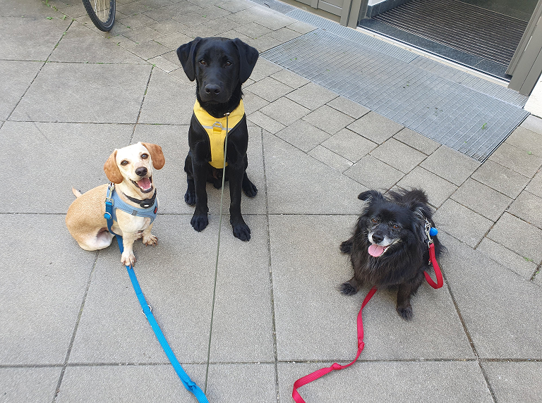 Gassiservice Gilching holt drei Hunde zum Spaziergang ab