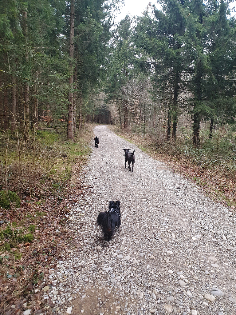 Gassiservice Gilching beim Spaziergang mit drei Hunden