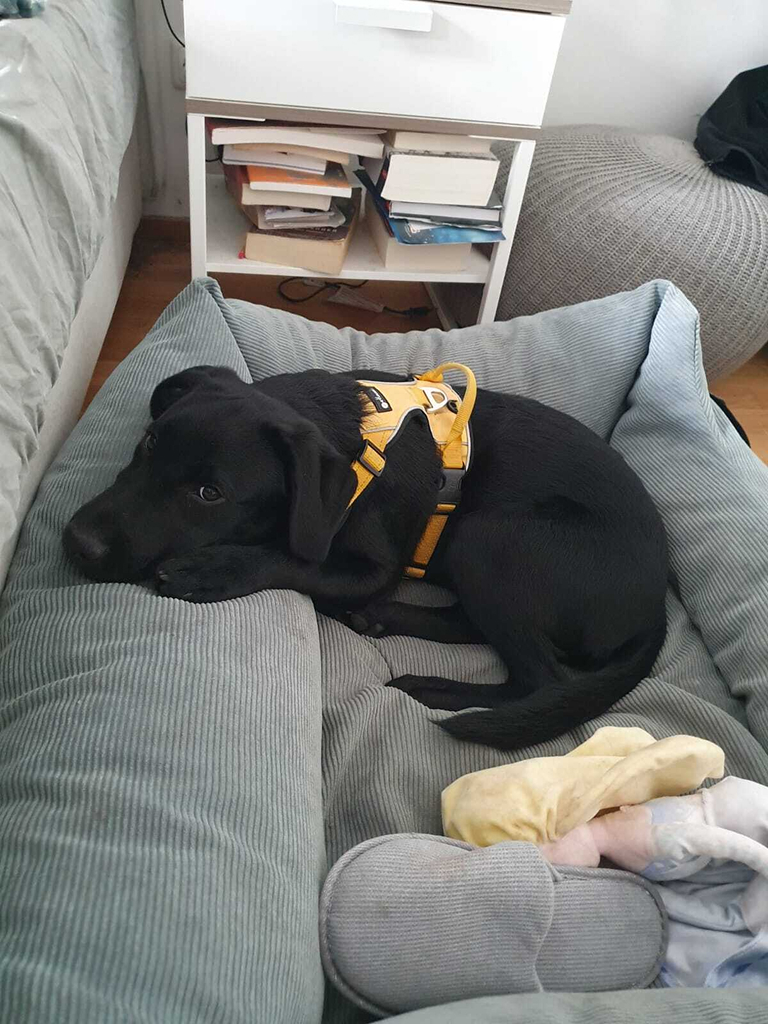 Gassiservice Gilching bringt einen Hund nach Hause