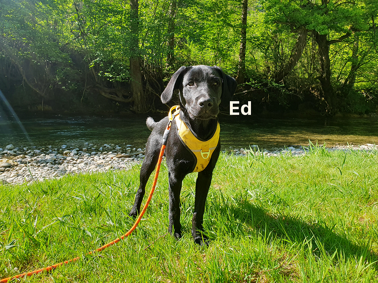 Gassiservice Gilching beim Spaziergang mit Hund Ed