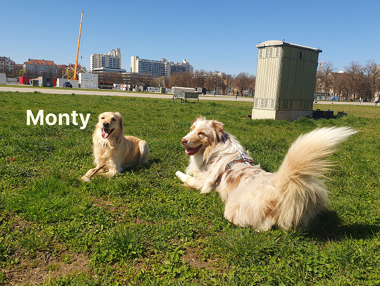 Gassiservice Gilching beim Spaziergang mit Hund Monty