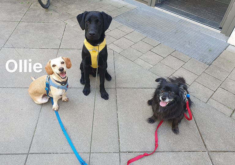 Gassiservice Gilching beim Spaziergang mit Hund Ollie